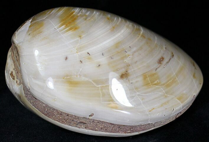 Wide Polished Fossil Clam - Jurassic #21765